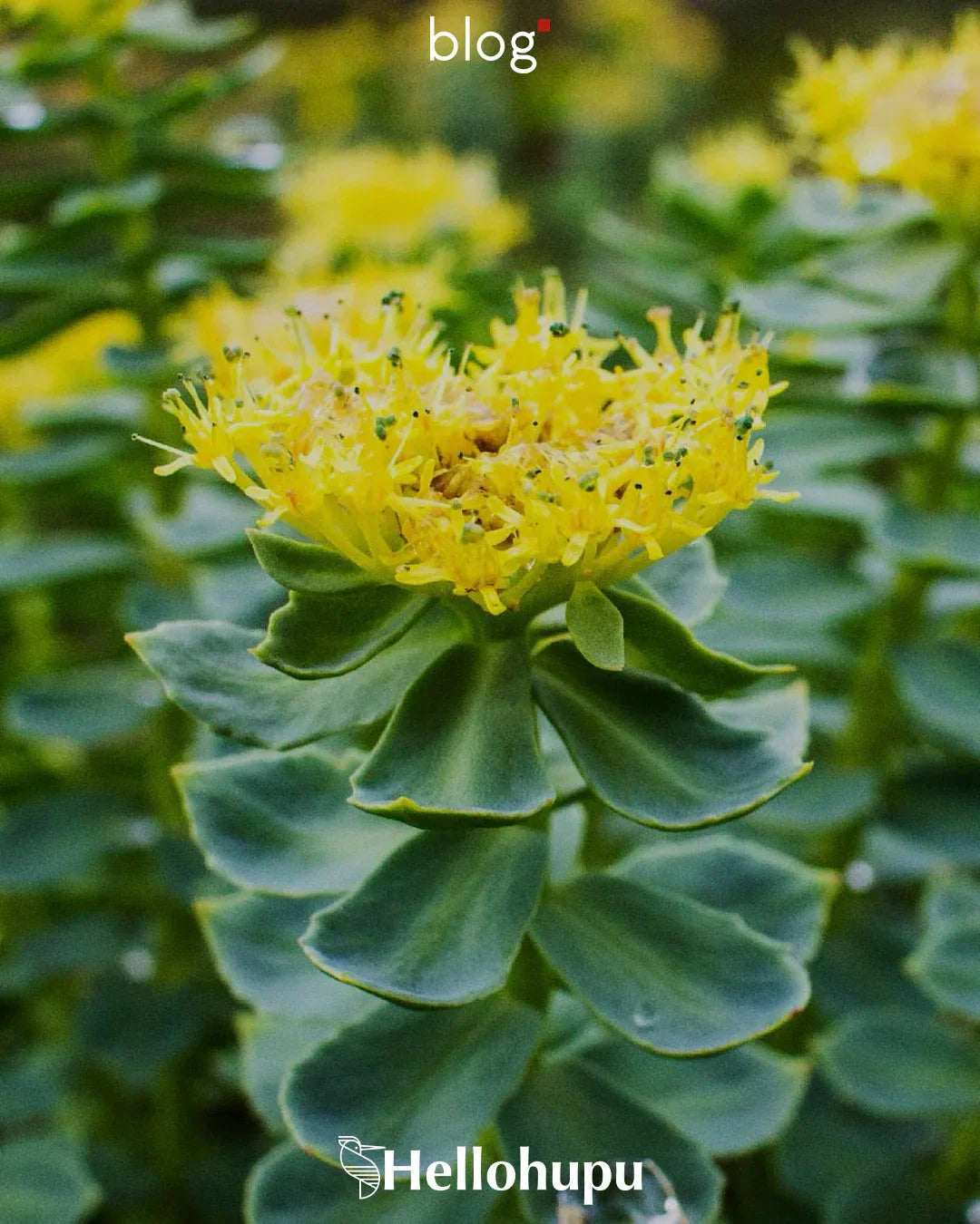 Rhodiola Nedir? Ne İşe Yarar?