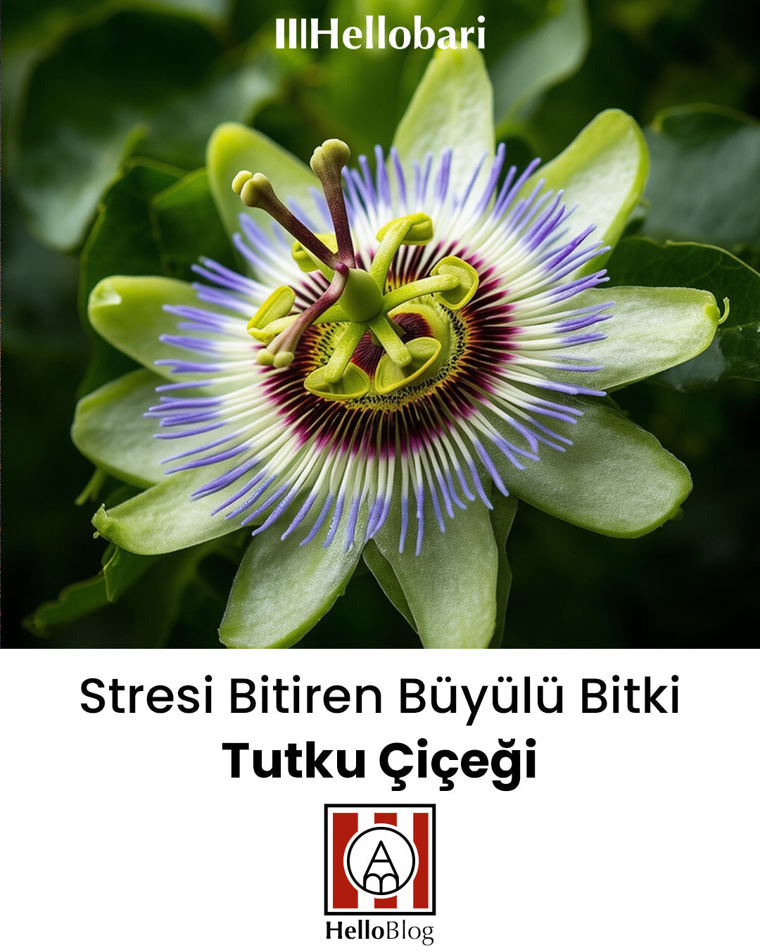 Stresi Bitiren Büyülü Bitki: Passiflora