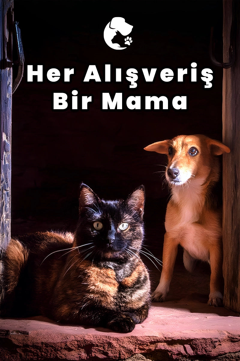 Hellobari Patilere Sahip Çık Sosyal Sorumluluk Projesi